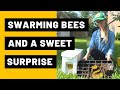 Swarming bees and a sweet surprise