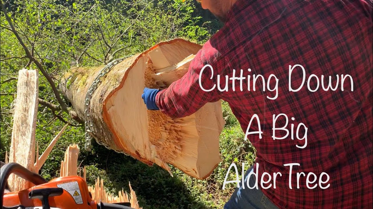 Cutting Down a Big Alder Tree, Tending the Land, Selective Logging, DIY