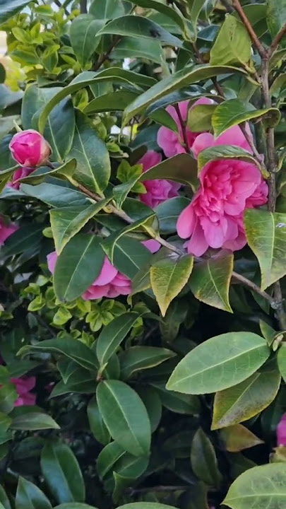 Spring colours  - Camelia #uk #spring #camelia
