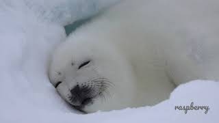 あざらし あざらしの赤ちゃん13【スヤスヤ..zzZZ】☆harp seal baby - YouTube