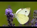Cabbage Butterfly  Koolwitje [Heiloo]