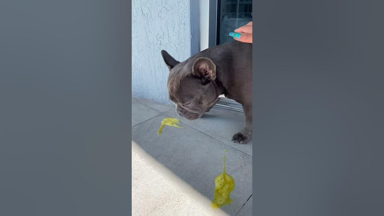 Frenchie's upset stomach results in vomiting l Dog throws up due to