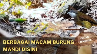 BURUNG LIAR MANDI DI HUTAN | CUCAK RANTING | CUCAK JENGGOT