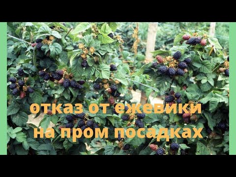 Ежевика на пром посадках. Отказ от выращивания на ягоду.