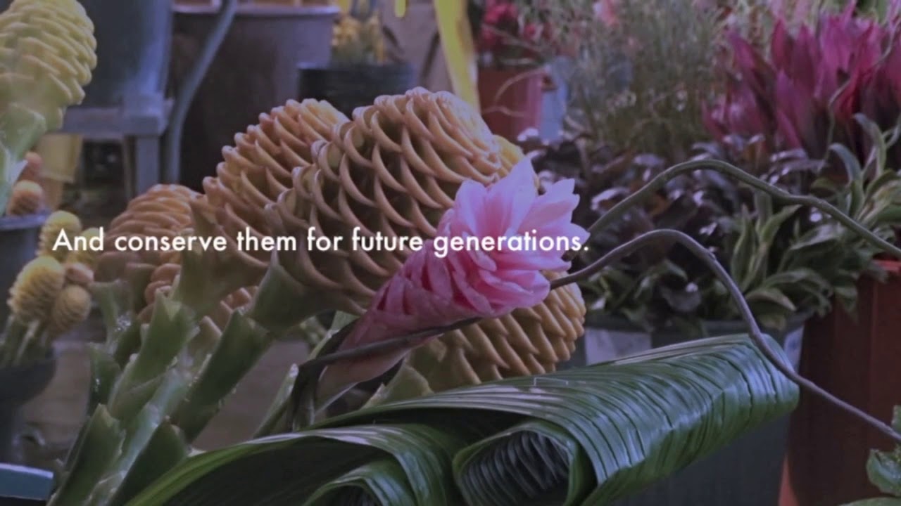 Magic Flowers - Amazon Conservation