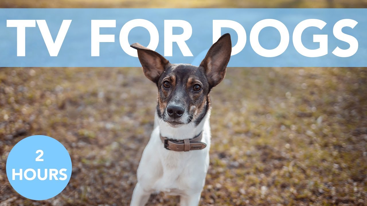 Firework TV for Dogs! Help Your Dog Through Anxiety with Music! YouTube
