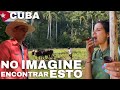 Da 4  campesinos en cuba tabaco y ron