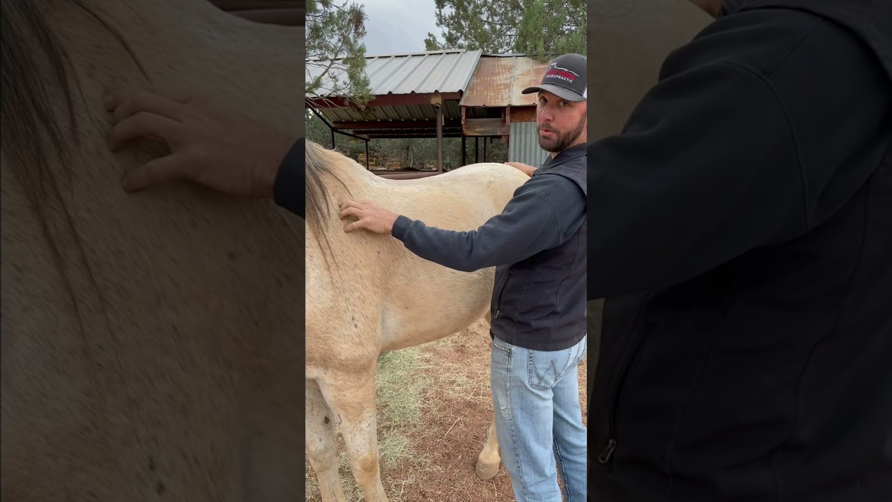 Sore Ribs on a horse