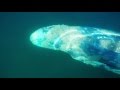 Surfer συνάντησε γκρίζα φάλαινα [Βίντεο]