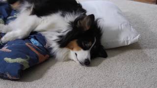 Post Surgical Pet Care At Home