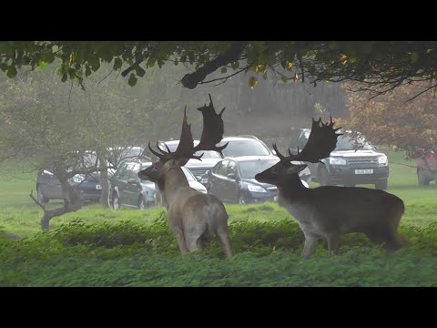 Thumbnail for Fallow Deer Rut 2015