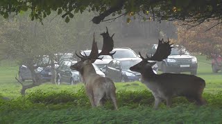 Fallow Deer Rut 2015