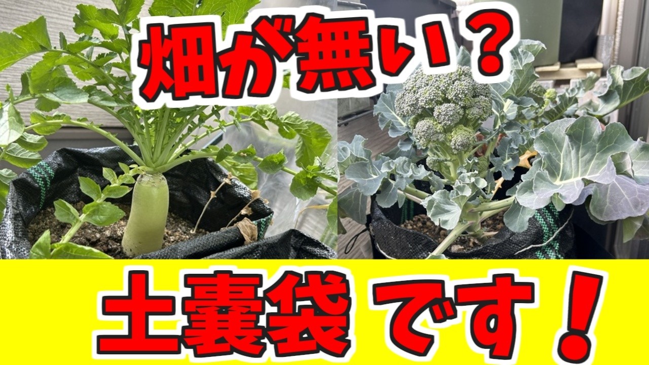 畑が無くても、野菜は土嚢袋で育ちます。