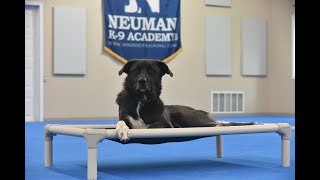 Axl (Siberian Husky x Labrador x Mastiff Mix) Puppy Camp Dog Training Video Demonstration