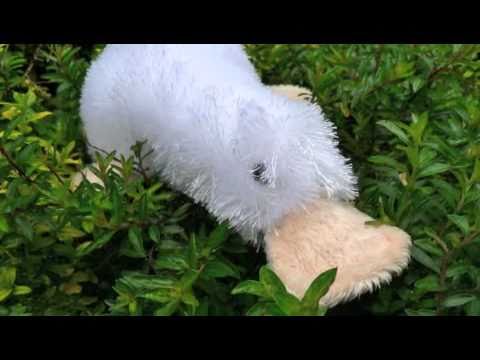 kiwi bird webkinz