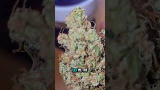 Dolph Craft | Madskunk dog x Sour Diesel. Bridgeton, Maine.