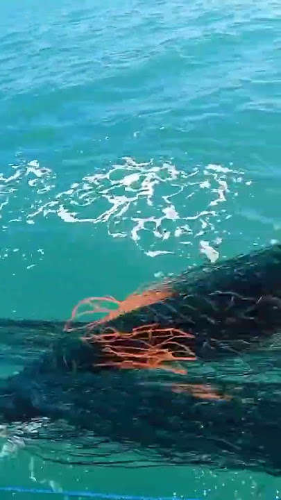 nawur jaring #nelayan #nelayanstory #fishing #nelayanhilang #dilaut