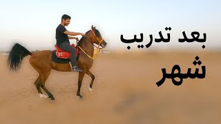 تدريب حصاني على الادب المصري | زيارة مربط سكارف
