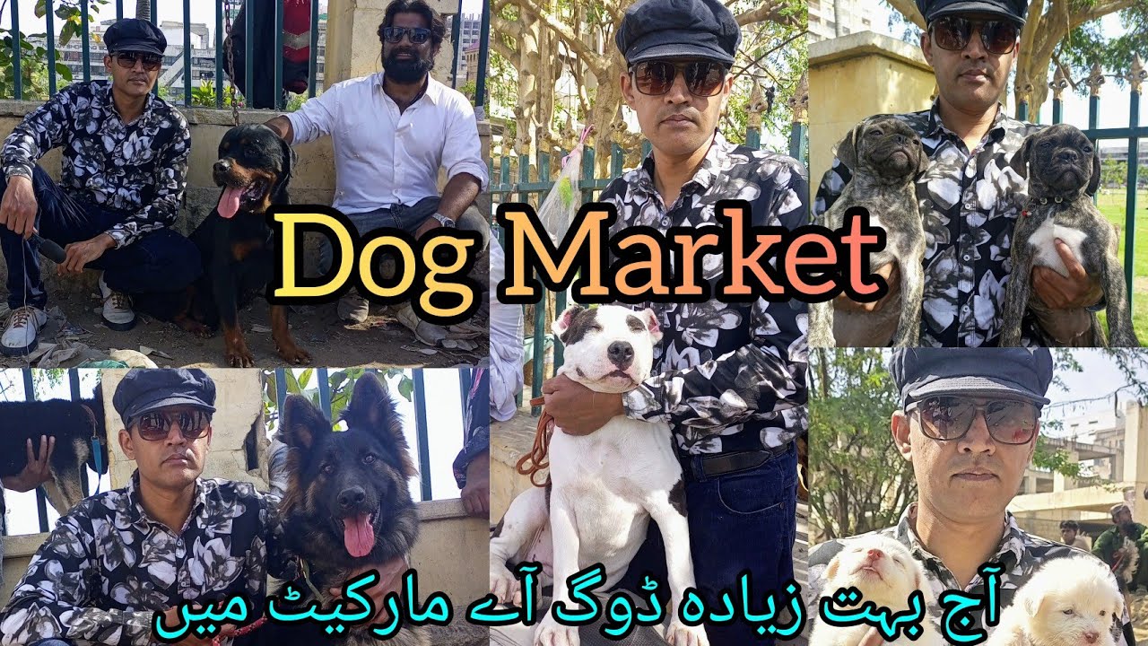 Dog Market Saddar Karachi Pakistan Kutta Market Saddar 26223 