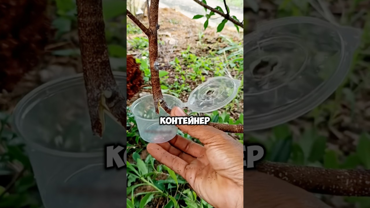 Удивительный метод воздушного укоренения✅ 