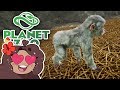 Snowy Highlands for Japanese Macaques!! 🐼 Daily Planet Zoo! • Day 18