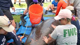 Manatee Rescue Oldsmar