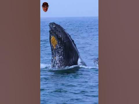 Giant Humpback Whales Hunting With Sealions - YouTube