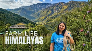 Himalayan Farm Life  Village Life In Himachal Pradesh  India 