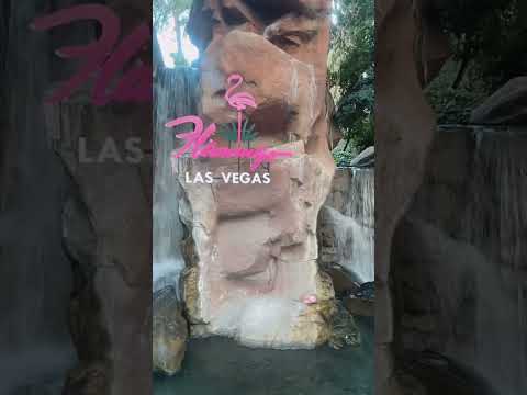 En vivo desde el strip de Las Vegas en la noche Yandry Garcia #100 #vegas #lasvegasattractions