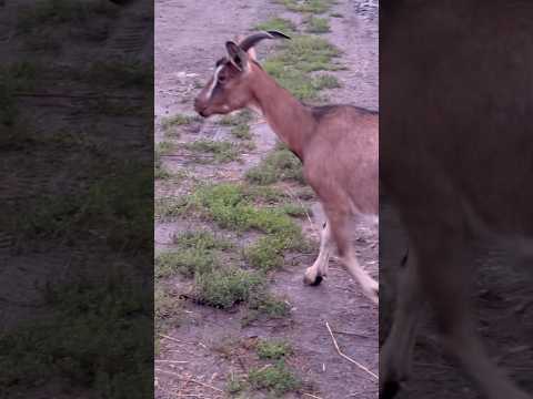 #животные #рекомендации #видео #милыеживотные #лучшее #домашниеживотные