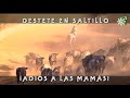 Toros de Saltillo: destete de becerritos, vacas cruzan el riachuelo | Toros desde Andalucía
