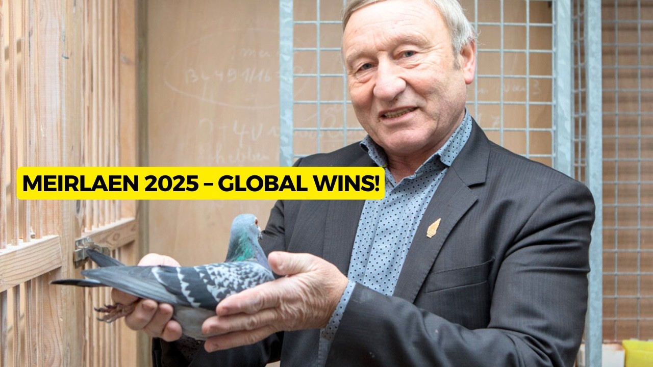 Этьен Мейрлен 2025: победы на национальных и международных соревнованиях по гоночным голубям