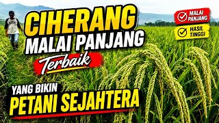 Ciherang Long-Grain Rice That Can Bring Prosperity to Farmers screenshot 5