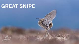 The Great Snipe: Witnessing the Secret Dance of the Marshlands