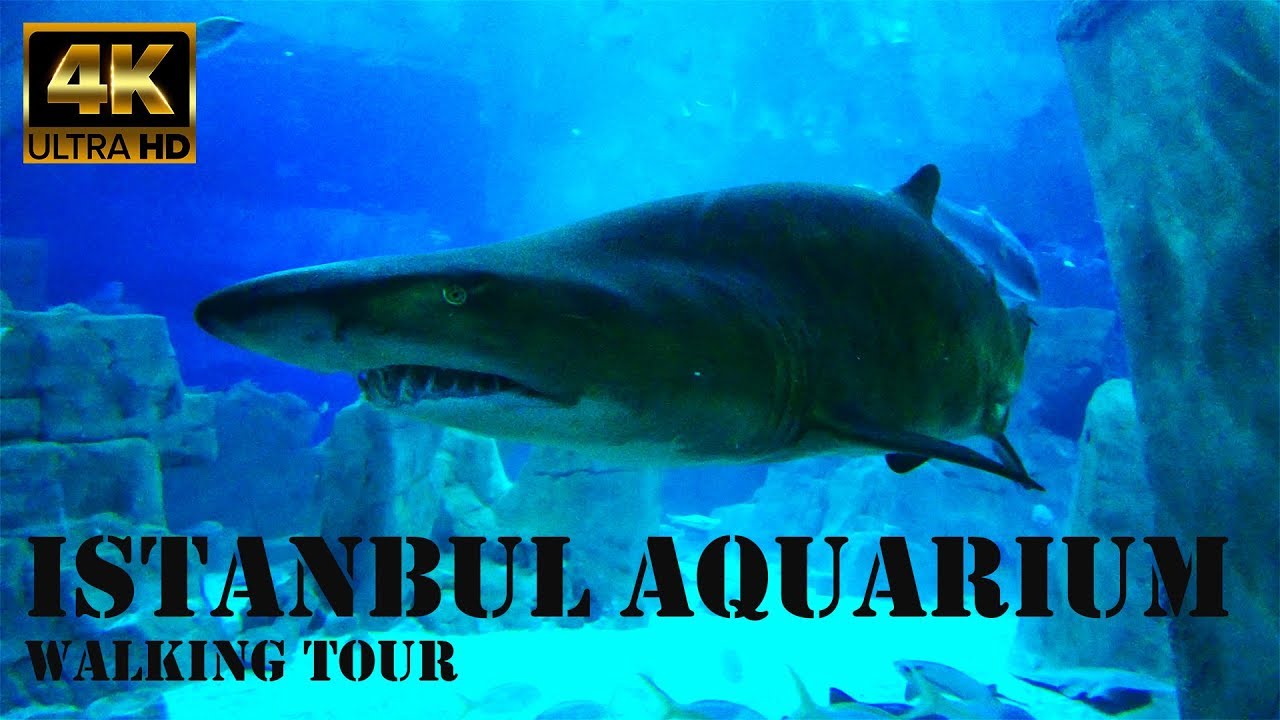 Istanbul Aquarium Walking Tour in 4K!  Istanbul Travel Guide 2019