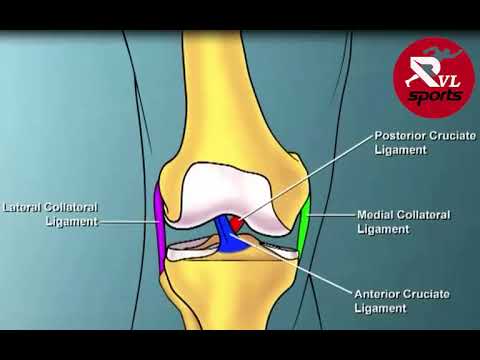 របួសដាច់សរសៃរជង្គង់ Knee injury (ACL/MCL)