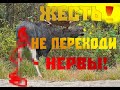 Жесть волки чуть не разорвали лося вовремя приехали!