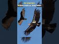 How to identify a California Condor, the largest bird in North America?