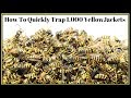 How To Quickly Trap 1,000 YellowJackets In Just Hours.   Mousetrap Monday