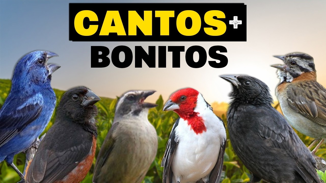 Os 25 CANTOS de aves mais BONITOS do Brasil – Qual é o mais bonito? 🤔🐦