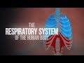 Respiratory system of the human body animation