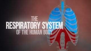 Respiratory System of the Human Body (Animation)