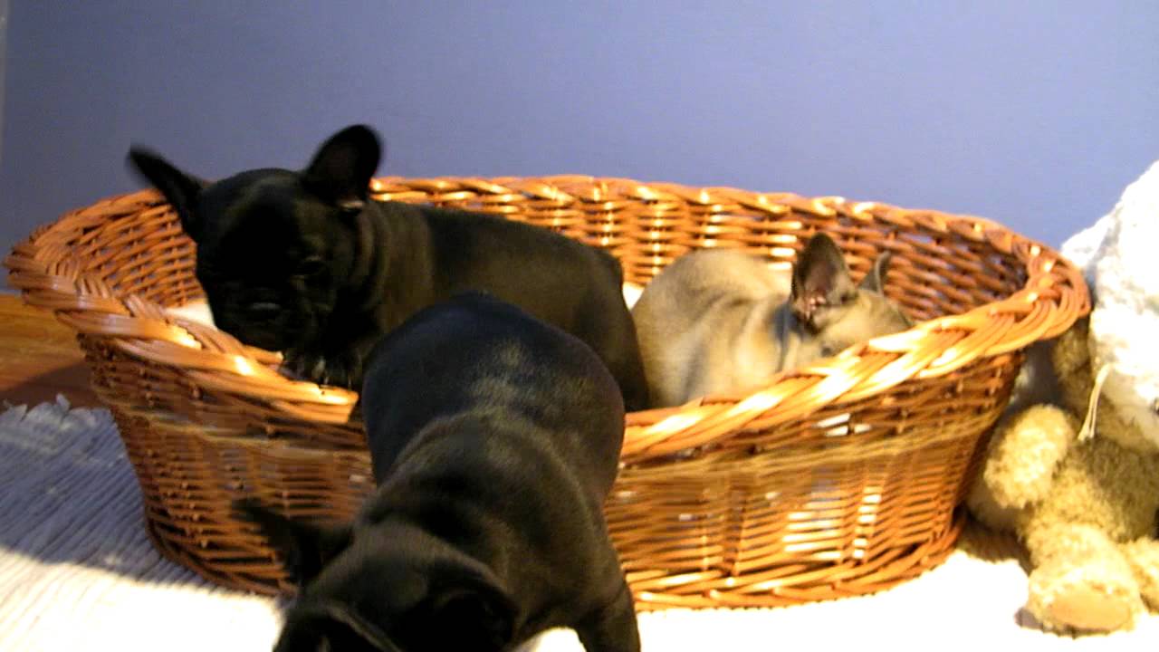 Bouledogue Francese Maschio E Femmina Nero E Beige Youtube