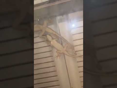 Wild reptiles take shelter for warmth as cooler temps hit South Florida #Shorts