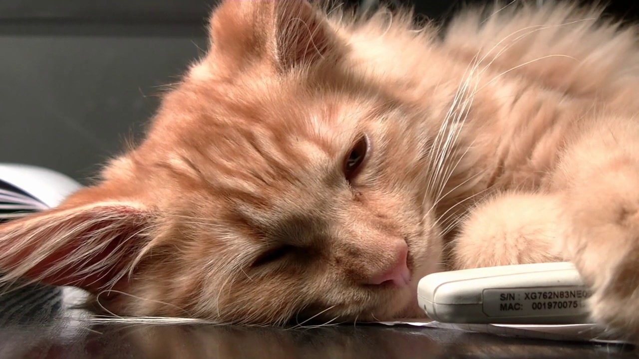 HEALING SOUNDS OF CAT PURRING & FIRE CRACKLING NO MUSIC ...