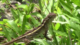 Spiny gecko in the grass