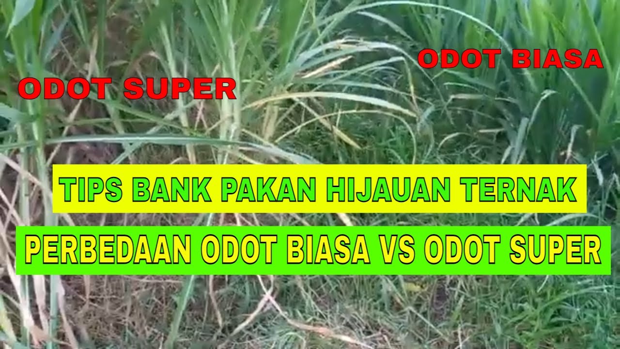 TIPS BANK PAKAN HIJAUAN TERNAK KAMBING ATAU DOMBA - PERBEDAAN ODOT BIASA VS ODOT SUPER