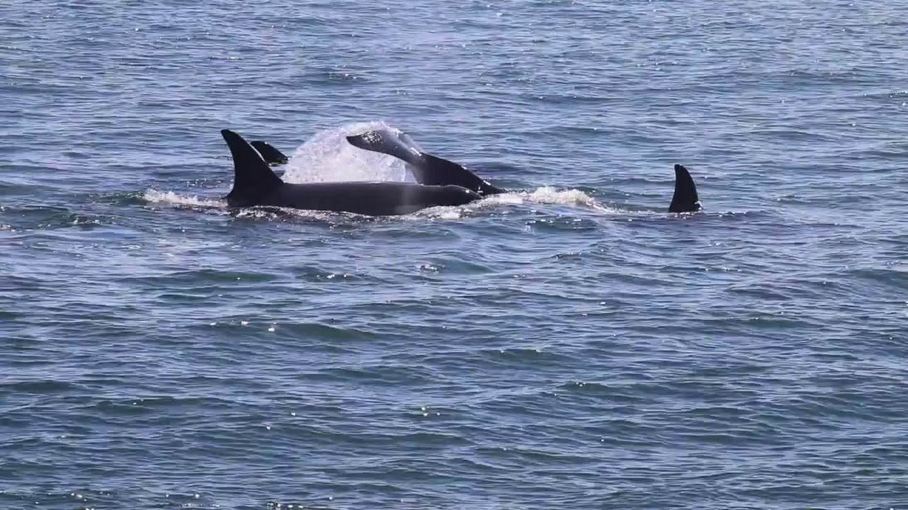 SRKW 2016 Southern Resident Killer Whales at Lime Kiln Park July 2016.