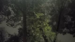 Rain whispers, the trees dance, and the night sky breathes. 