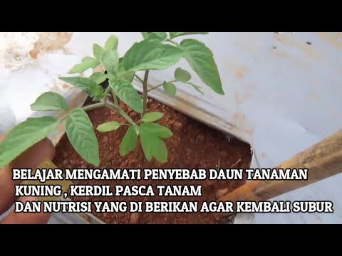 Video: Mengapa Tomat Lada Baik?